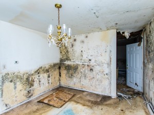 extensive mold growth in abandoned home